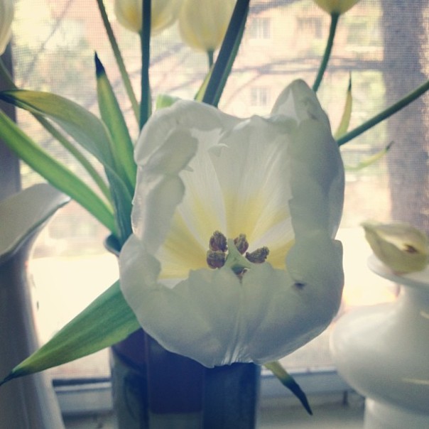 white tulip in bloom